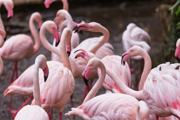 Flamingo in Bolivia