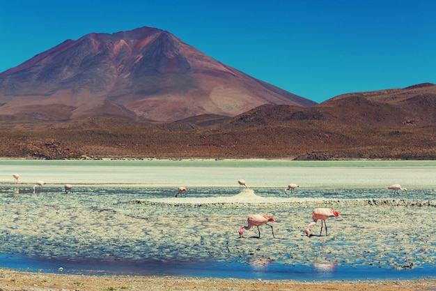 Flamingo in Bolivia