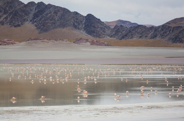 Flamingo in Bolivia