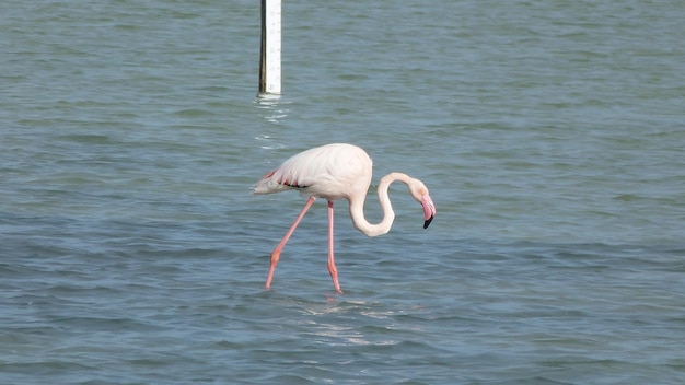 Foto flamingo in een meer