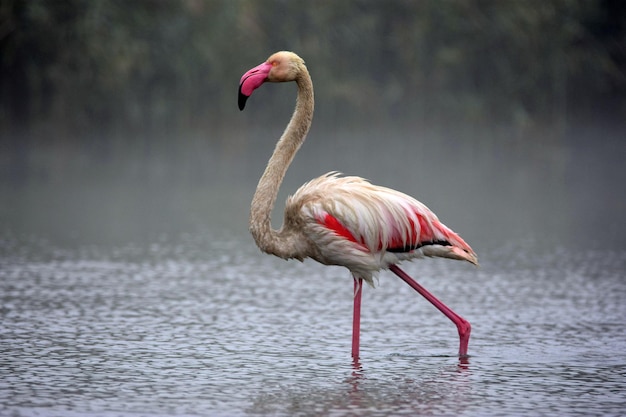 Flamingo in het meer