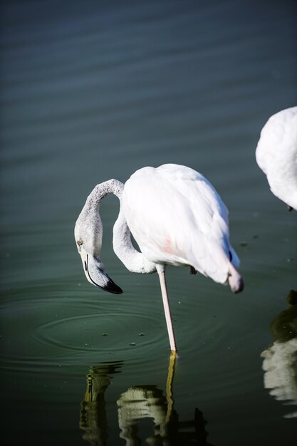 Flamingo in het meer