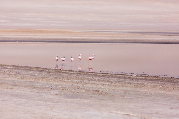 Flamingo in Peru