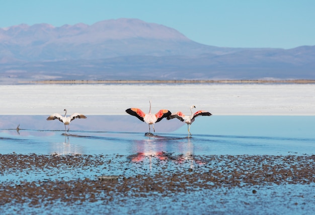 사진 볼리비아 altiplano 야생 동물 자연 황야의 호수에서 플라밍고