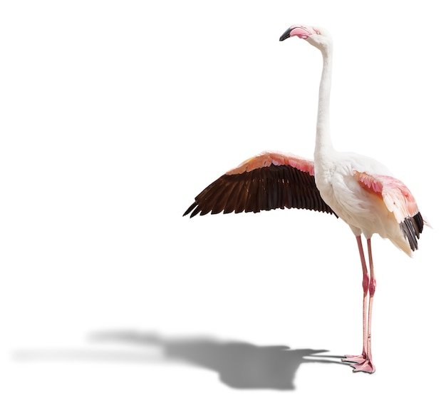 Фламинго, изолированные на белом фоне