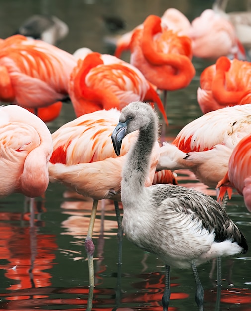 Flamingo kuiken