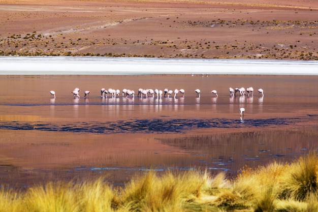 ボリビアのアルティプラノ湖のフラミンゴ