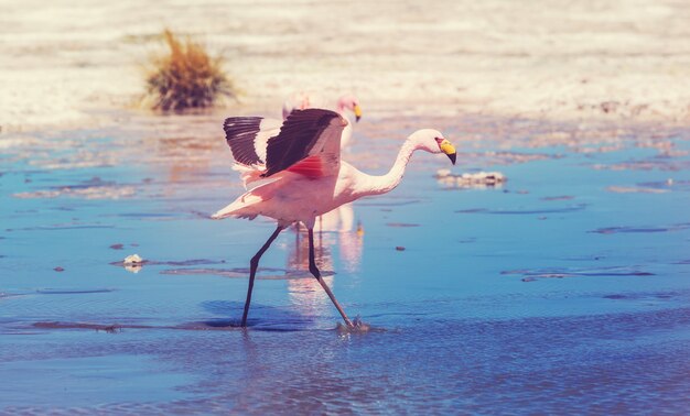 Photo flamingo in the lake of bolivian altiplano