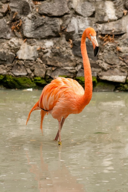 Flamingo on the lake drinking water