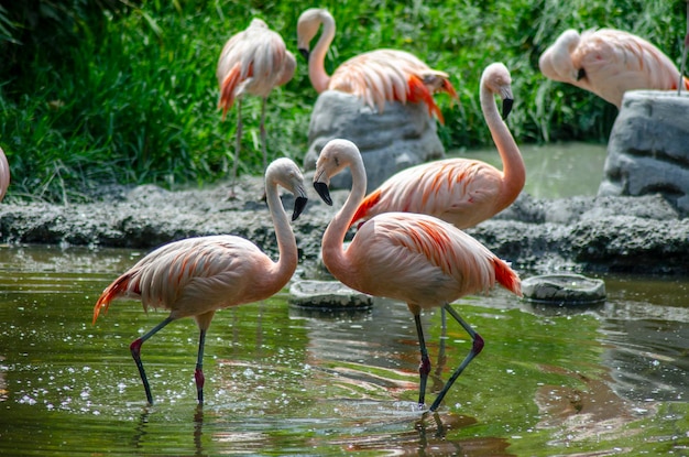 Flamingo in lake