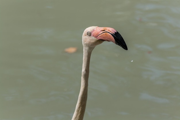 Flamingo loopt over water