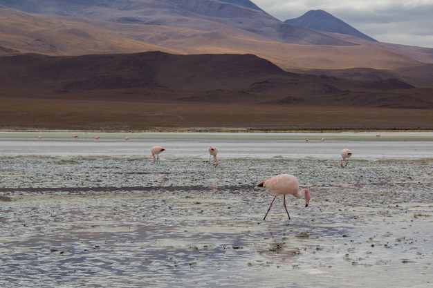 Flamingo met lanscape uitzicht op Corolada laguna.