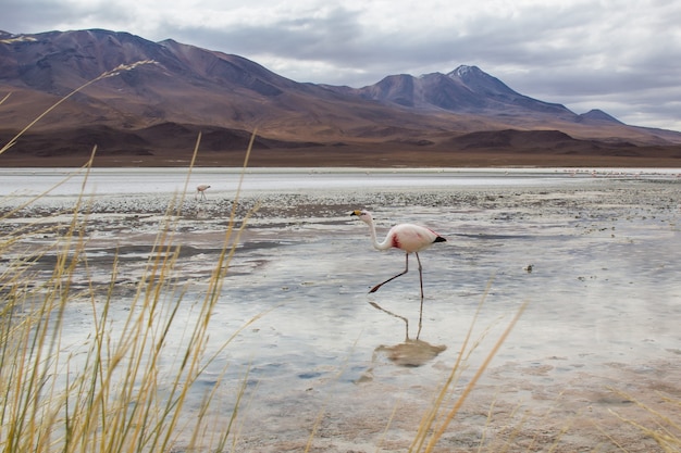 Flamingo met lanscape uitzicht op Corolada laguna.