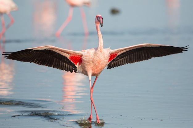 Flamingo met uitgestrekte vleugels op het water