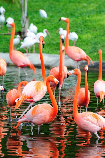 マイアミ動物園のフラミンゴ