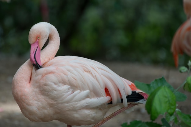 Flamingo op het veld
