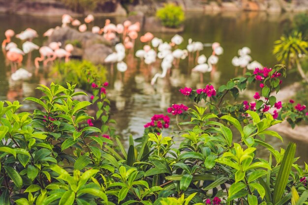 Flamingo op vijver in dierentuin