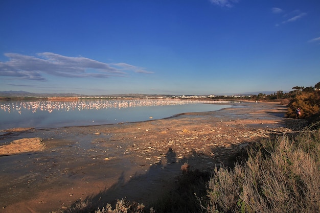 Flamingo op zoutmeer in Larnaca, Cyprus