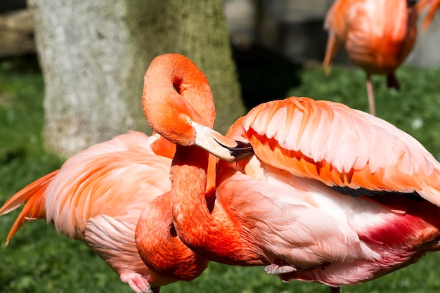 動物園からのフラミンゴの肖像画