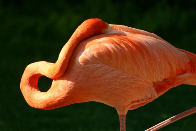 写真 動物園 で フラミンゴ が 整え て いる