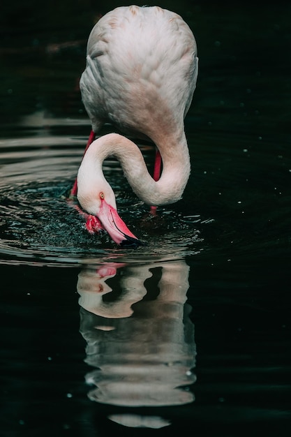 flamingo reflection