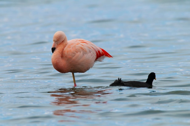 Flamingo resting in the lagoon La Pampa ProvincePatagonia Argentina