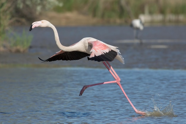 Foto flamingo che corre nel lago