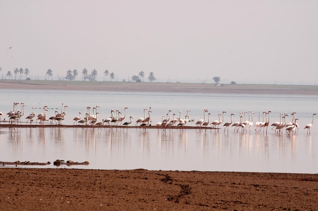 Foto flamingo's aan de oevers van de rivier krishna bagalkot