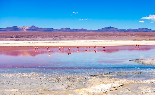 Flamingo's bij de lagune van Colorado