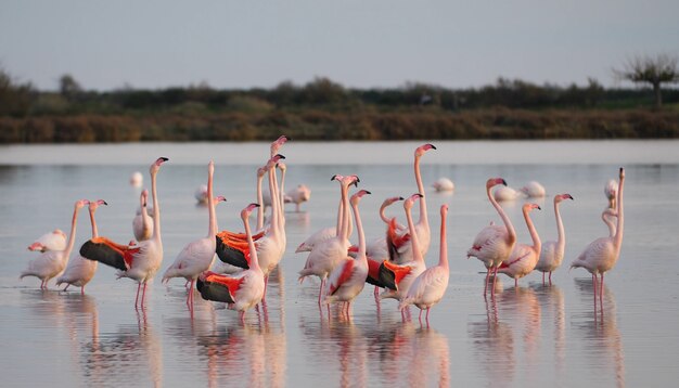 Flamingo's die in het water lopen, witte flamingo's die in het water staan