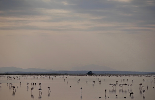 Flamingo's in Amboseli National Park - Kenia