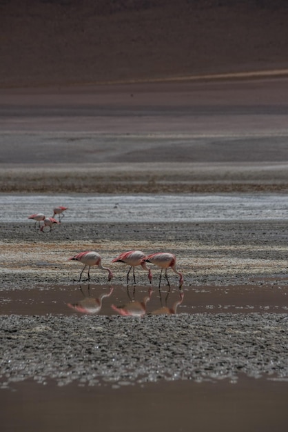 Flamingo's in Bolivia