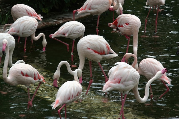 Flamingo's in een dierentuin in Hong Kong