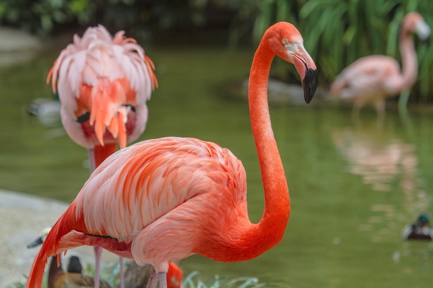 Flamingo's in een meer