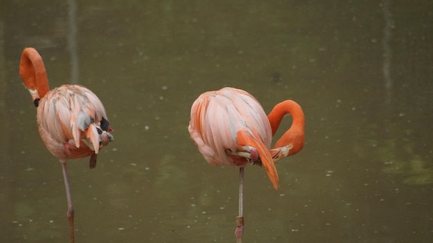 Foto flamingo's in een meer