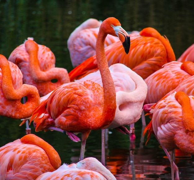 Flamingo's in een meer