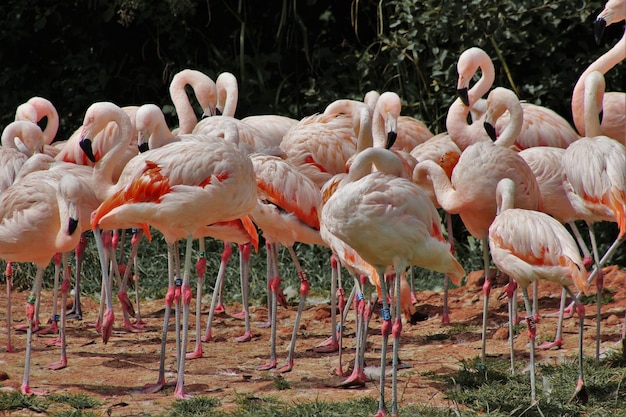 Flamingo's in het bos