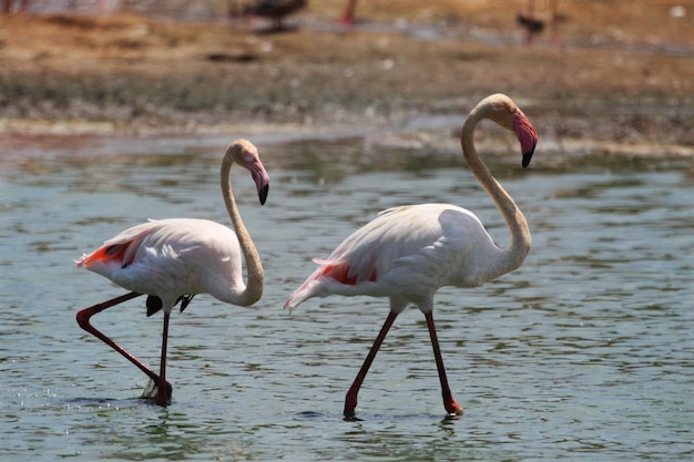 Flamingo's in het meer op een zonnige dag