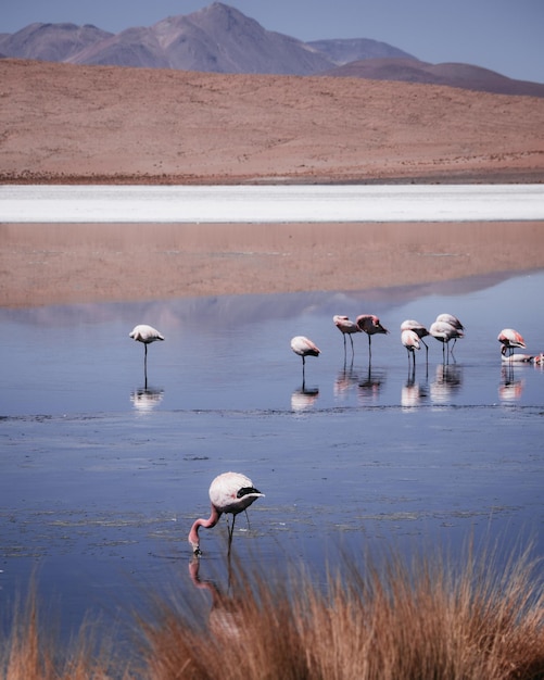 Flamingo's in het meer
