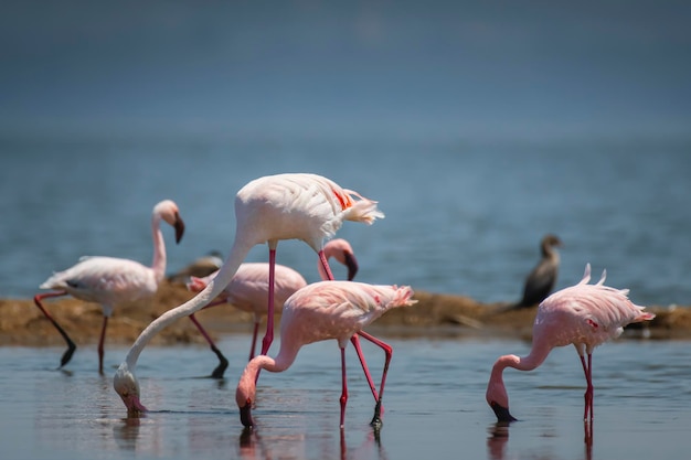 Flamingo's in het meer