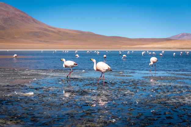 Flamingo's in het meer