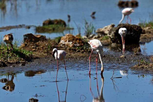 Flamingo's in het Nationaal Park Lake Nakuru Afrika