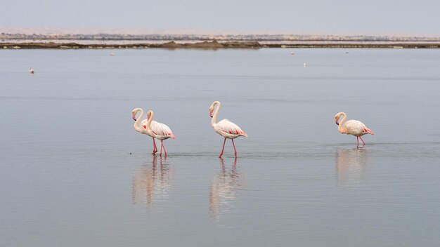 Flamingo's in het ondiepe water in Walvisbaai, Namibië