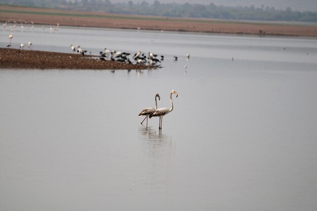 Foto flamingo's in krishna-rivier dichtbij bagalkot