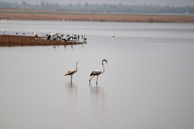 Flamingo's in Krishna-rivier dichtbij Bagalkot