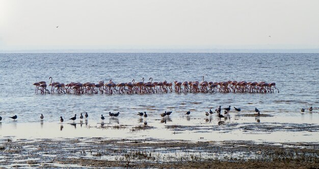 Flamingo's in Lake Manyara - Tanzania