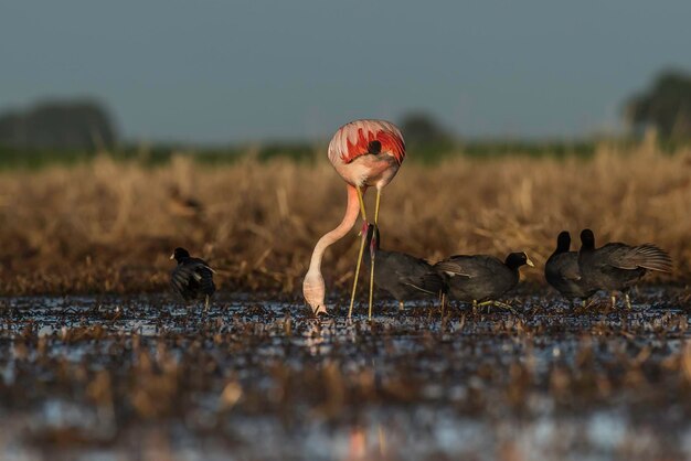 Foto flamingo's in pampas lagoon milieu la pampa patagonië argentinië