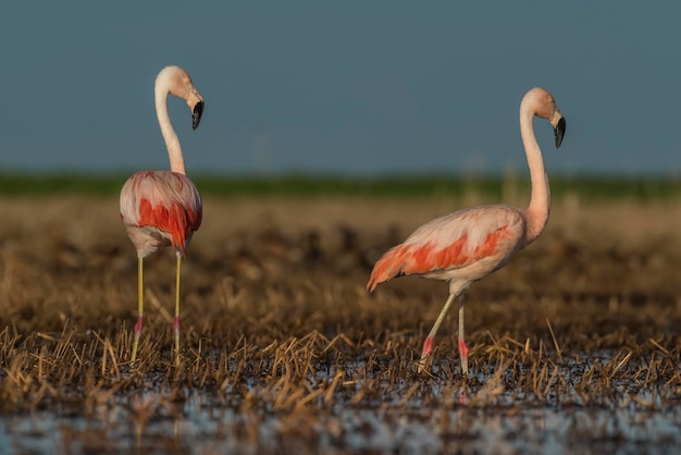 Flamingo's in Pampas Lagoon Milieu La Pampa Patagonië Argentinië