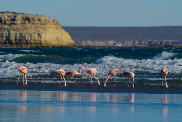 Flamingo's in zeegezichtPeninsula Valdes Patagonië Argentinië