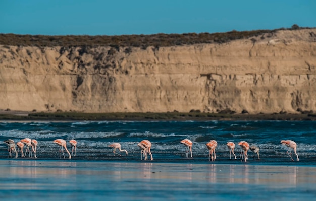 Flamingo's in zeegezichtPeninsula Valdes Patagonië Argentinië